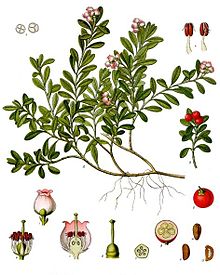 Arctostaphylos-uva-ursi-leaves