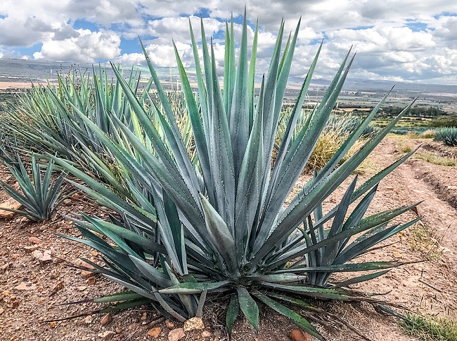 Agave-Plant
