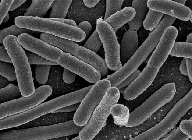 E-coli-SIBO-Bacteria
