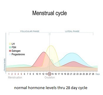 Graph-of-Estrogen-Cycle