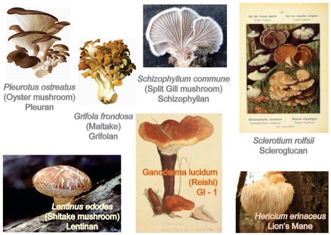 Mushrooms-Containing-Beta-glucans