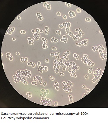 Saccharomyces-cerevisiae-under-microscope