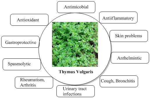 Therapeutic-activities-of-thyme-leaf