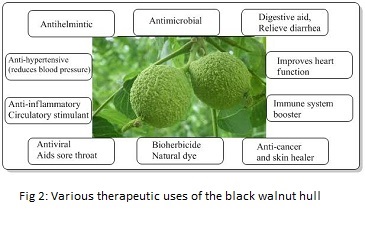 Therapeutic-Uses-of-Black-Walnut-Hull
