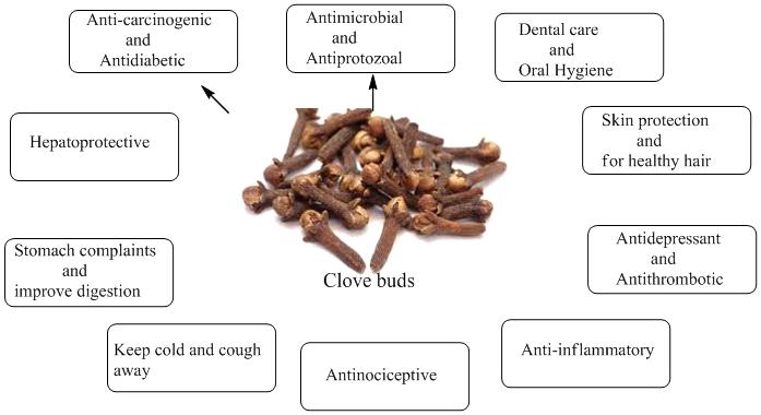Therapeutic-uses-of-clove