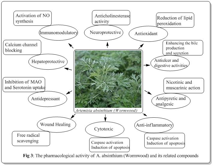 Therapeutic-Uses-of-Wormwood