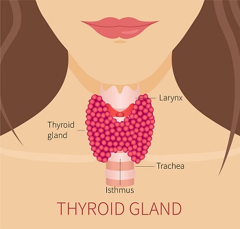 Thyroid-Gland