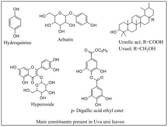 Chemical-Constituents-of-Uva-Ursi