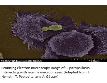 Candida-parapsilosis