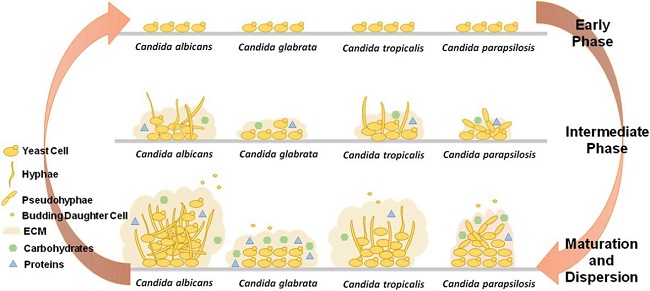 Candida-tropicalis-biofilm-formation