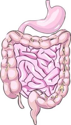 leaky-gut-intestines