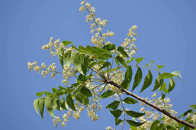 Neem-Leaves-and-Flowers