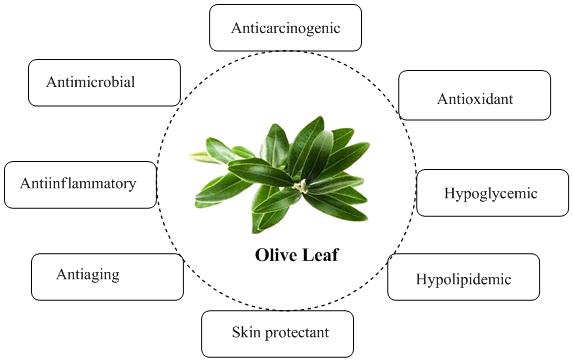 Olive-Leaf-Health-Benefits