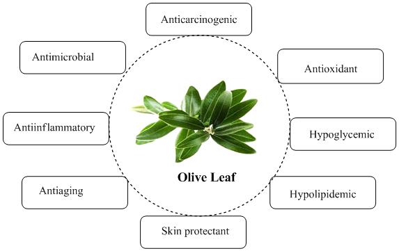 Olive-Leaf-Health-Benefits