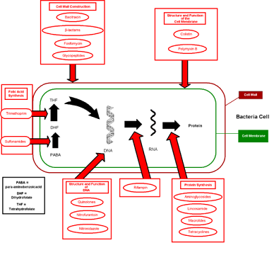 Antibiotics-Mechanism-of-Action