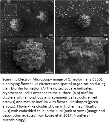 Cryptococcus-neoformans-biofilm-formation