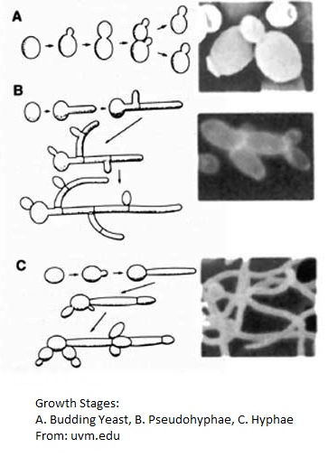 Candida-Albicans-Growth-Stages