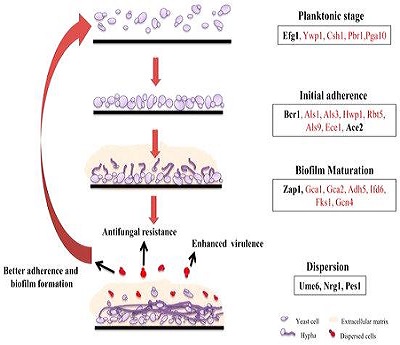 Candida-biofilm-formation-stages