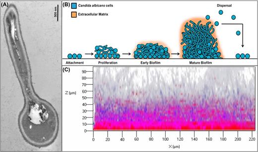 structure of candida yeast biofilms