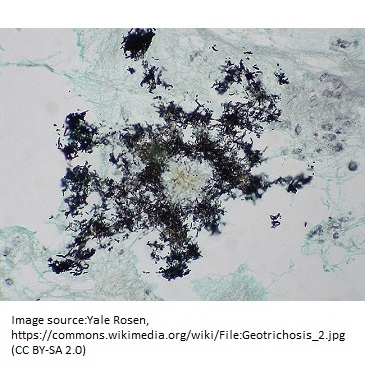 Geotrichum-Yeast