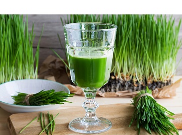 Glass-of-Wheatgrass-and-Freshly-Harvested-Wheatgrass