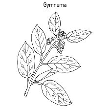 gymnema-sylvestre