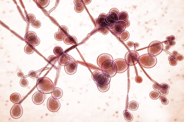 Illustration-Of-Systemic-Candida-Fungi