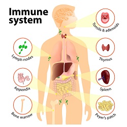 immune system