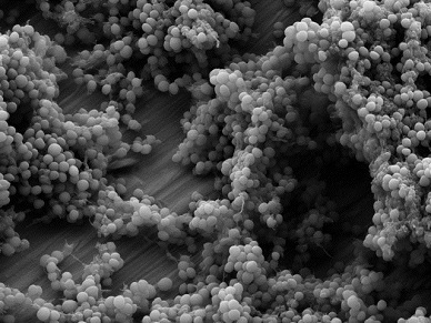 Staphylococcus-Biofilm