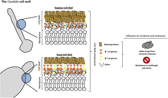 Candida-cell-wall-structure