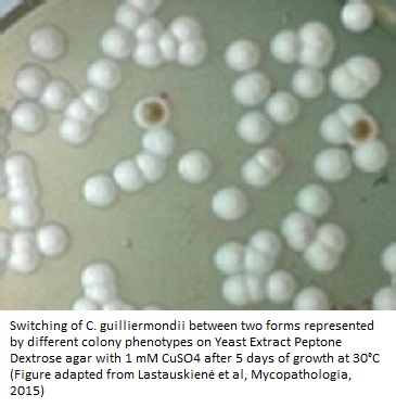 Candida-guilliermondii