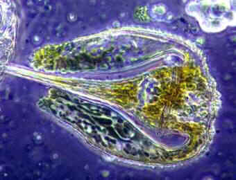 single-celled phytoplankton