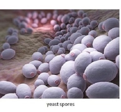 yeast-spores