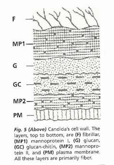 Yeast-Cell-Wall